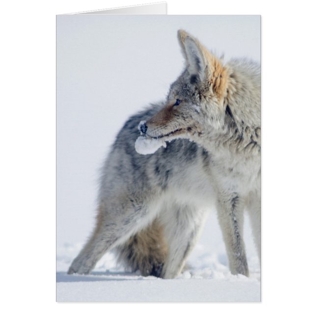 coyote Neige-couvert au parc national de (Devant)