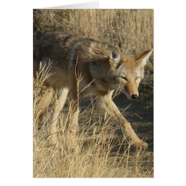 Coyote R14 en marche (Devant)