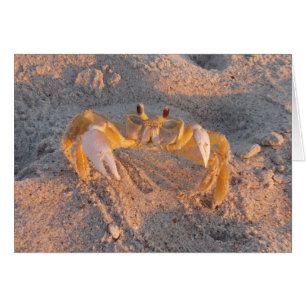 Crabe de sable