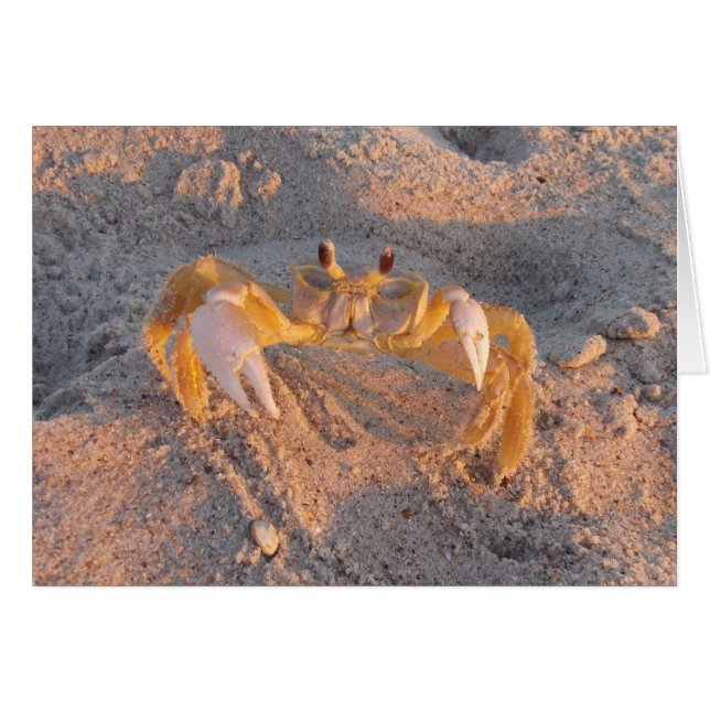 Crabe de sable (Devant Horizontal)