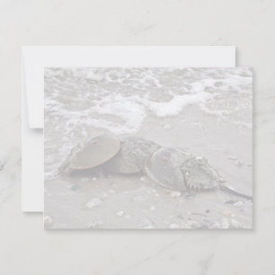 Crabe du fer à cheval