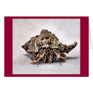 Crabe hermite #1