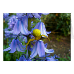Crabe jaune / Araignée de fleurs