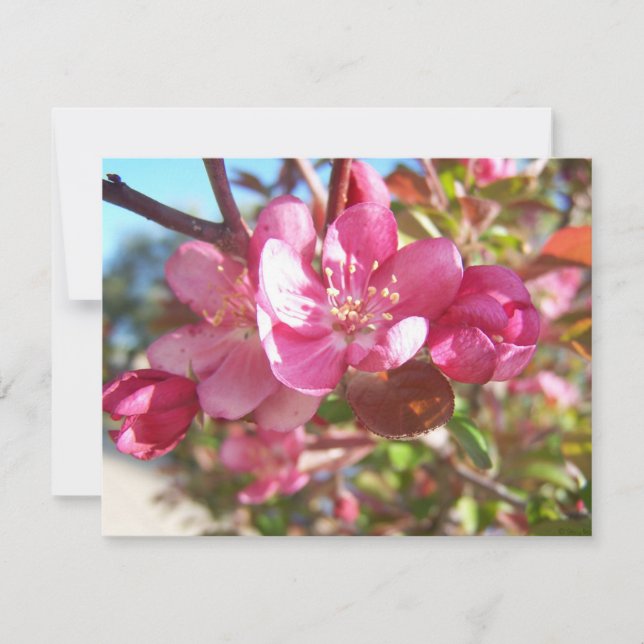 Crabe pommier en fleurs (Devant)