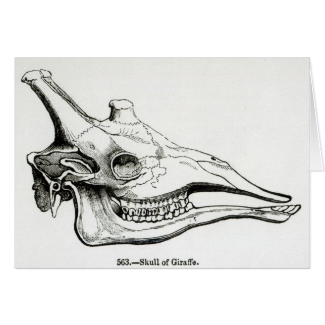 Crâne d'une girafe (Devant horizontal)