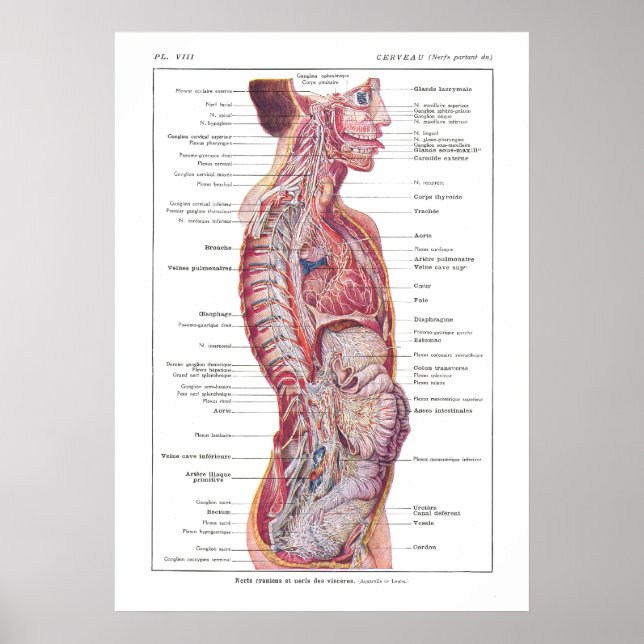 Cranial & Visceral Nerves Anatomy Poster French (Devant)