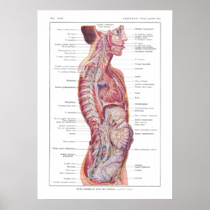 Cranial & Visceral Nerves Anatomy Poster French
