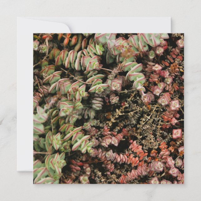 Crassula perforata (Devant)