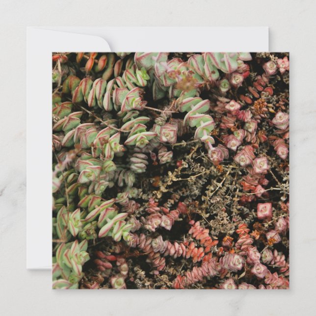 Crassula perforata (Devant)