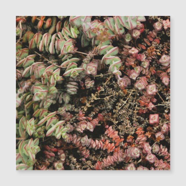 Crassula perforata (Devant)