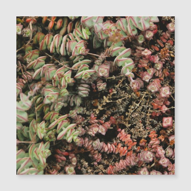 Crassula perforata (Devant)