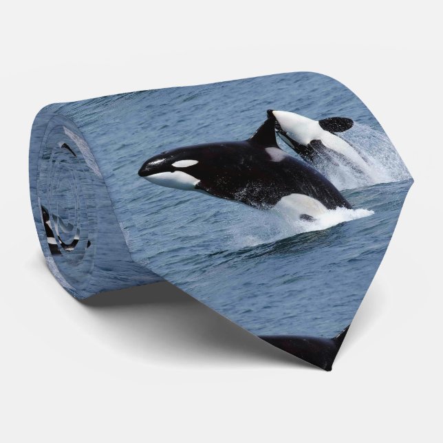 CRAVATE キラークジラ (Roulé)