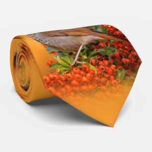 Cravate Hermite Thrush Songbird sur l'araignée de feu