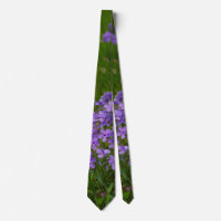 Lien Phlox Bleu Sauvage
