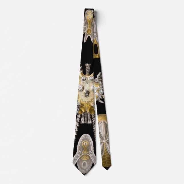 Cravate Oursins Anciens Dollars de Sable par Ernst Haeckel (Devant)