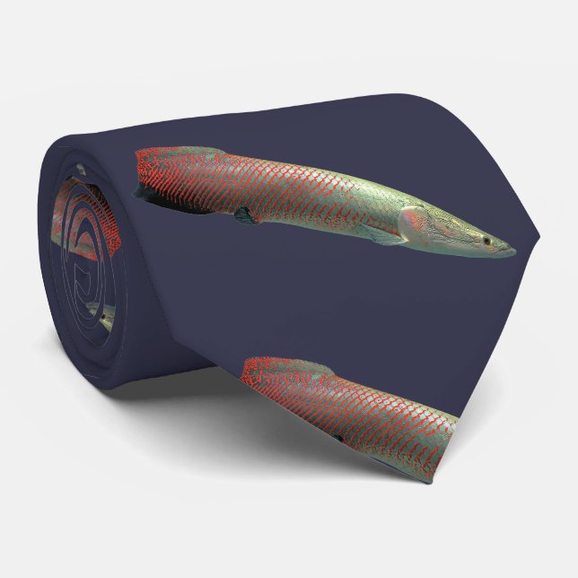 Cravate Pirarucu, Arapaima gigas ク タ イ (Roulé)