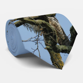 Cravate Vue sur un faucon pèlerin majestueux