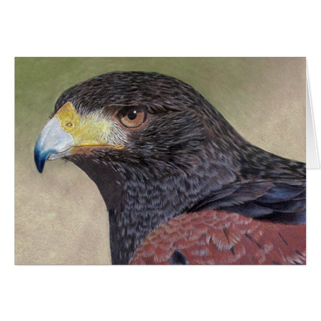 Crayons de couleur Harris Hawk (Devant horizontal)