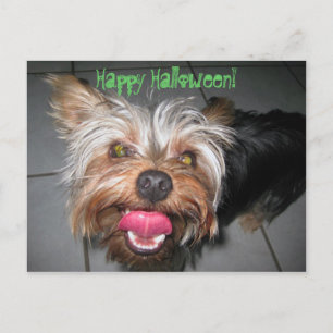 Crazy Jasper ~ Carte postale