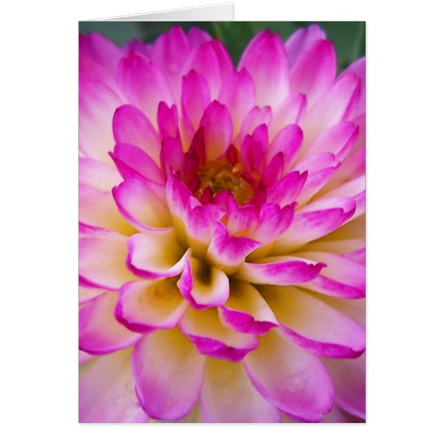 Crazy Love Dahlia (Devant)