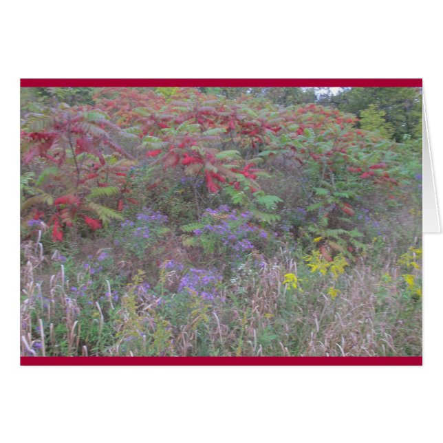 Creations Bounty (Devant Horizontal)