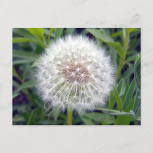 Créer une carte postale