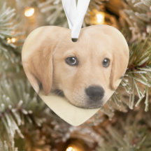 Créez Votre Propre Photo de Compagnon à Quatre Pat