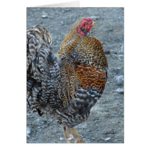 Creole Rooster