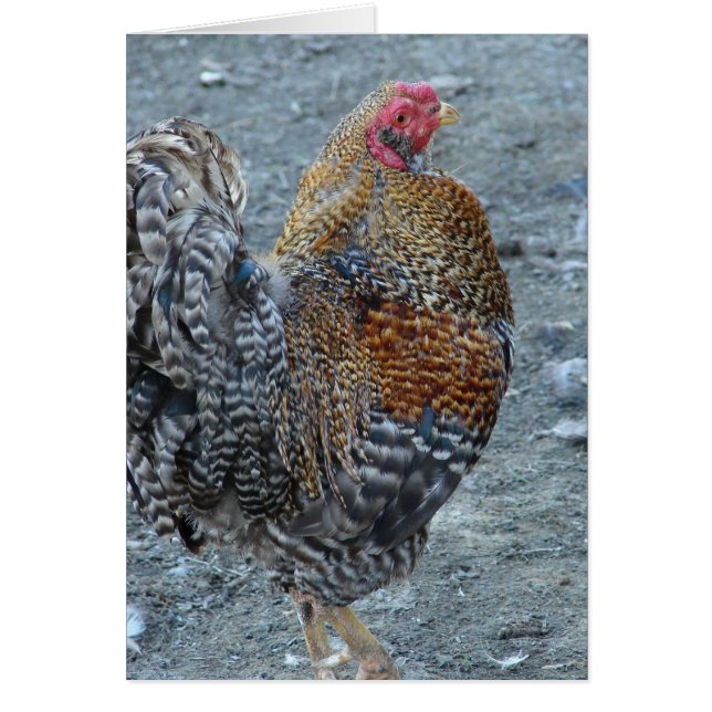 Creole Rooster (Devant)