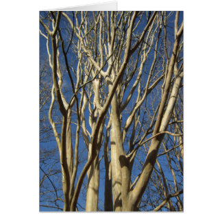 Crêpe le Myrte en hiver