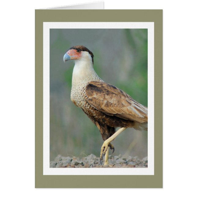 Crested Caracara (Devant)
