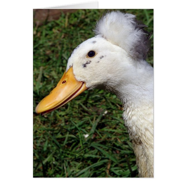 Crested Drake (Devant)