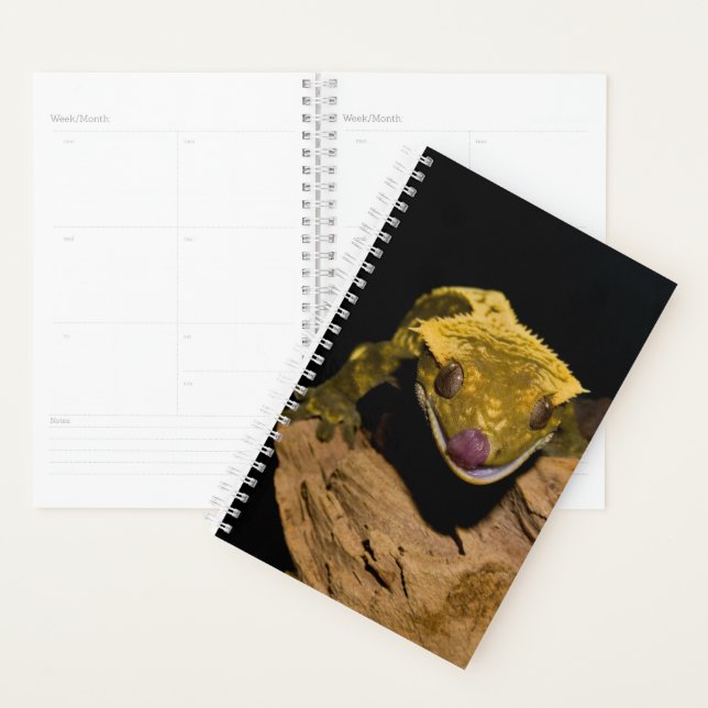 Crested Gecko (Devant avec enveloppe)