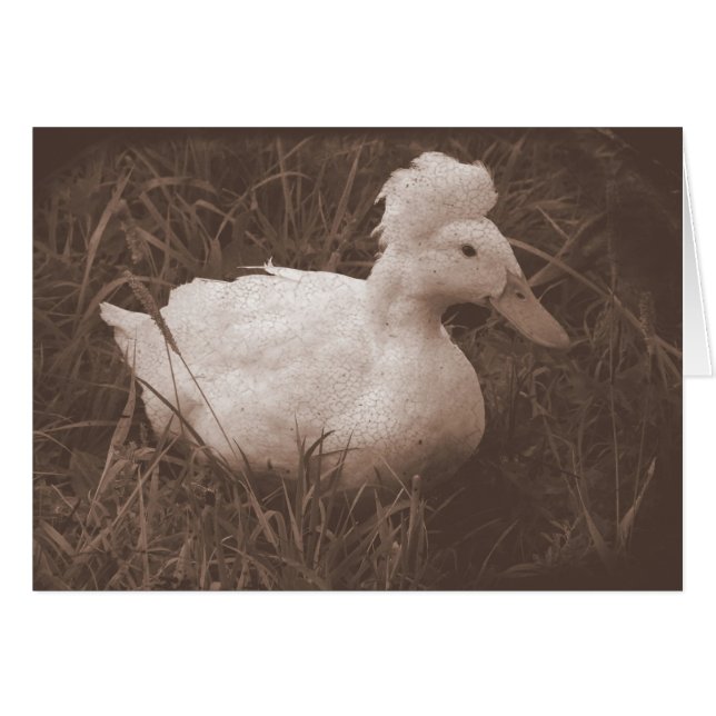 Crestie the Crested Duck (Devant horizontal)