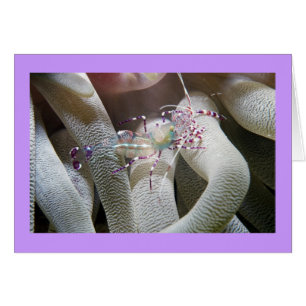 Crevette de nettoyage repérée