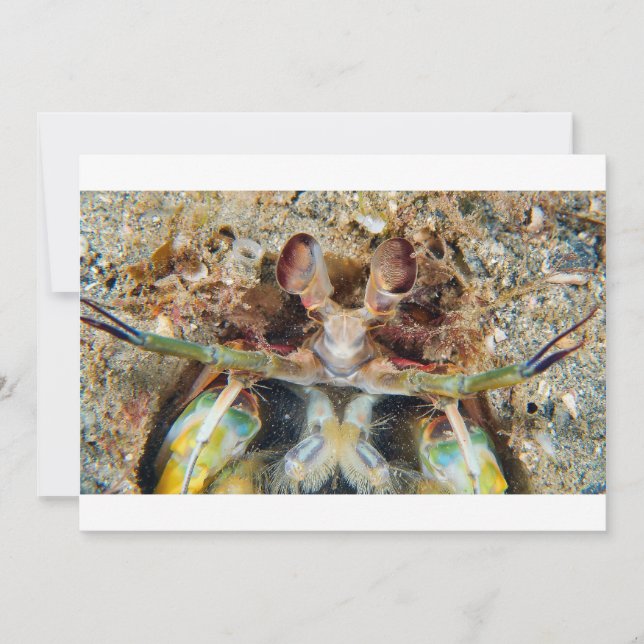 Crevettes Mantis (Devant)