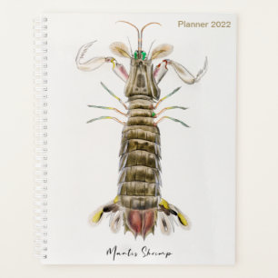 Crevettes Mantis, Stomatopod, James Ellsworth De K