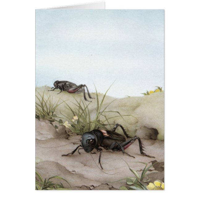 CRICKET DE THE FIELD (Devant)