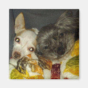 Cricket et magnet de Maybelline