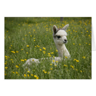 Crie dans la carte Buttercups