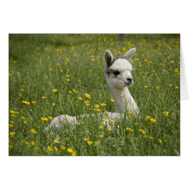 Crie dans la carte Buttercups (Devant horizontal)