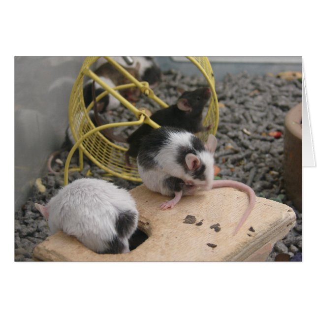 Critère de magasin pour animaux (Devant horizontal)