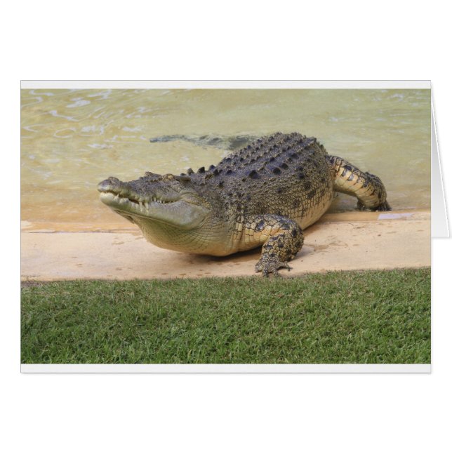 Crocodile (Devant horizontal)