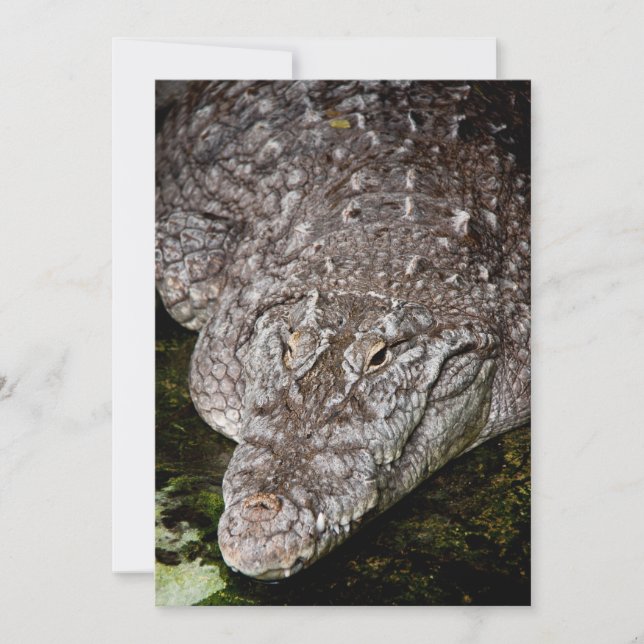 Crocodile (Devant)