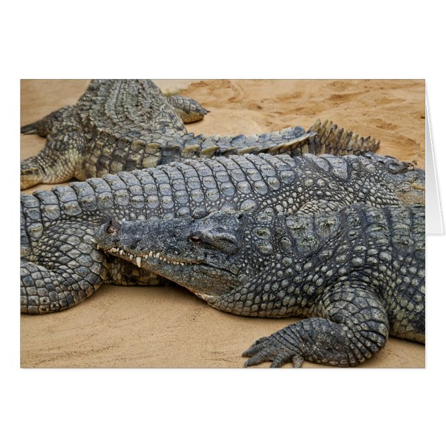 Crocodile (Devant horizontal)
