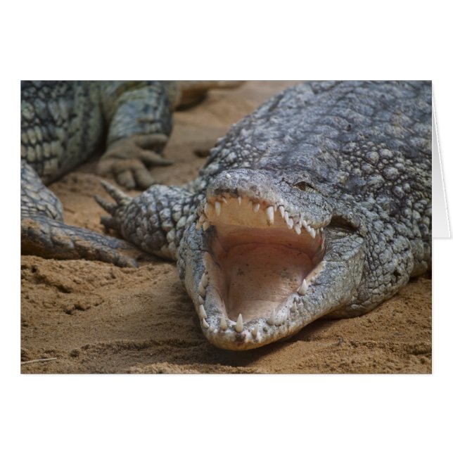 Crocodile (Devant horizontal)