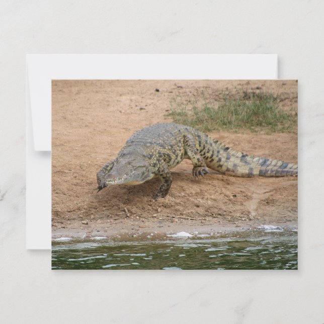 Crocodile (Devant)