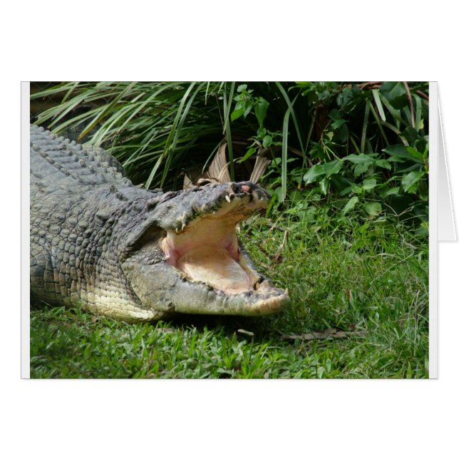 Crocodile (Devant horizontal)