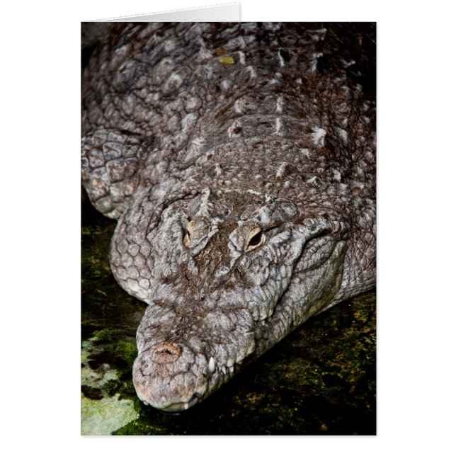 Crocodile (Devant)