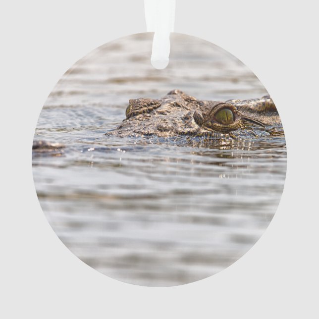 Crocodile du Nil (dos)